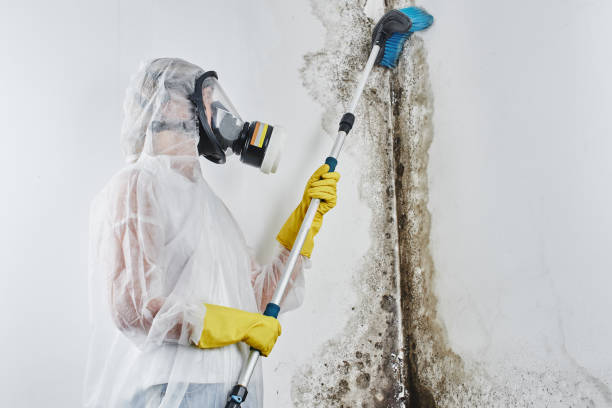 Best Mold Remediation for Specific Building Types in East Quincy, CA