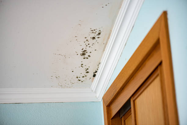 Best HVAC Mold Remediation in East Quincy, CA