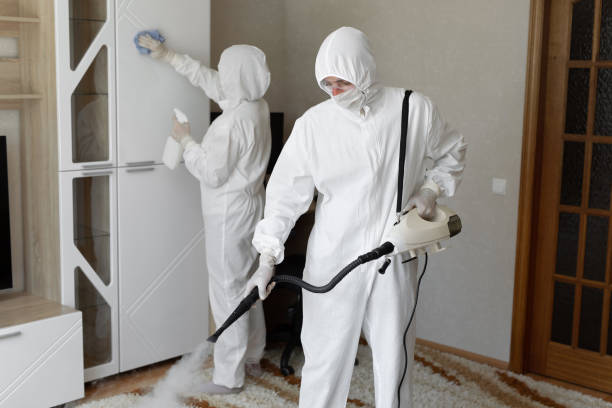 Best Basement Mold Remediation in East Quincy, CA