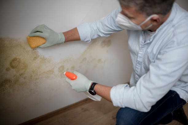 Best Post-Flood Mold Remediation in East Quincy, CA