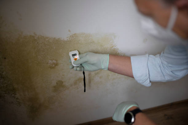 Best Attic Mold Remediation in East Quincy, CA