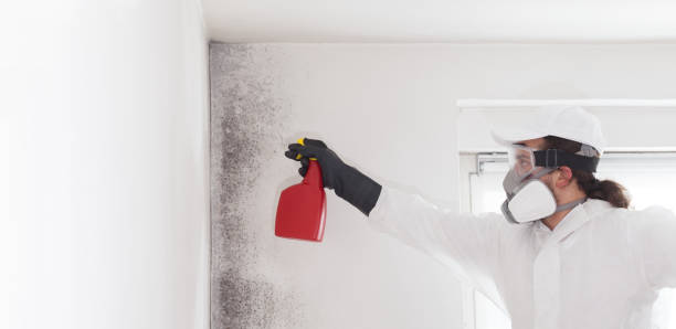 Best Emergency Mold Remediation in East Quincy, CA
