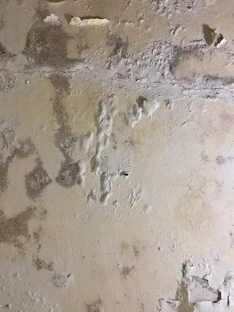 Professional Mold Remediation in East Quincy, CA