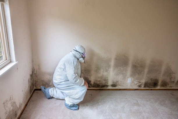 Best White Mold Remediation in East Quincy, CA