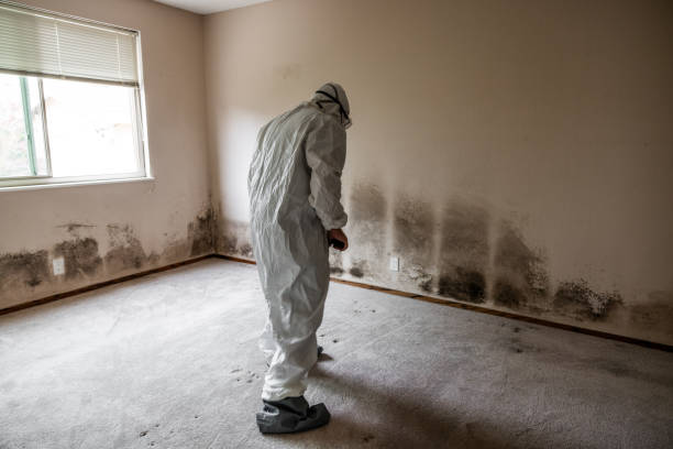 Best DIY Mold Remediation Support Services in East Quincy, CA