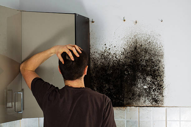 Best Mold Testing and Inspection Services in East Quincy, CA