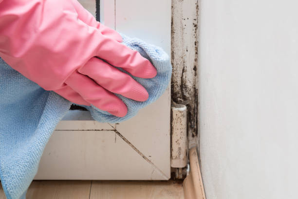 Best Industrial Mold Remediation in East Quincy, CA